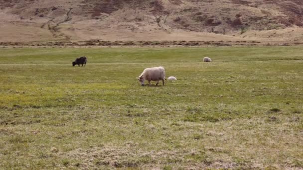 Основа горы с овцами, питающимися на пышном открытом поле — стоковое видео