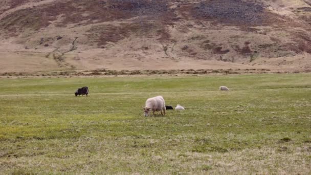 Sheep Feeding on a Lush Open Field With Foot of Mountain of the Backdrop — Stockvideo