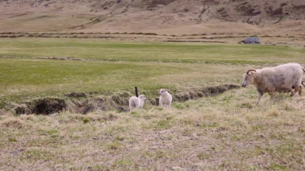Moutons se nourrissant d'herbe luxuriante sur un terrain ouvert avec vue sur le pied de la montagne — Video