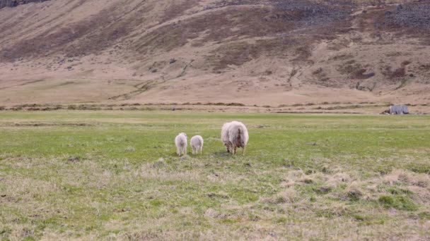 Three Sheep Feeding on a Lush Open Field With the View of the Foot of Mountain — Stockvideo