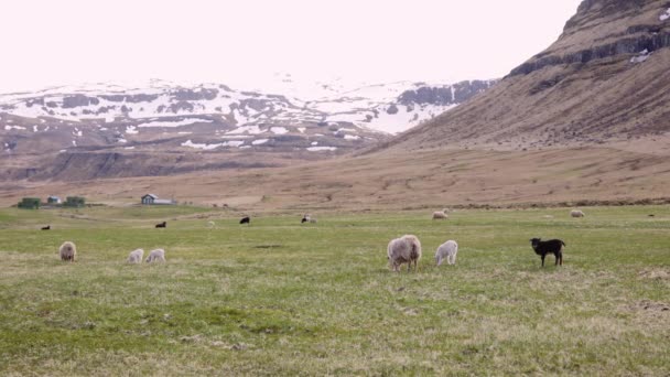 Flock of Sheep Scattered in the Lush Field With the View of the Mountain Ranges — Stok Video