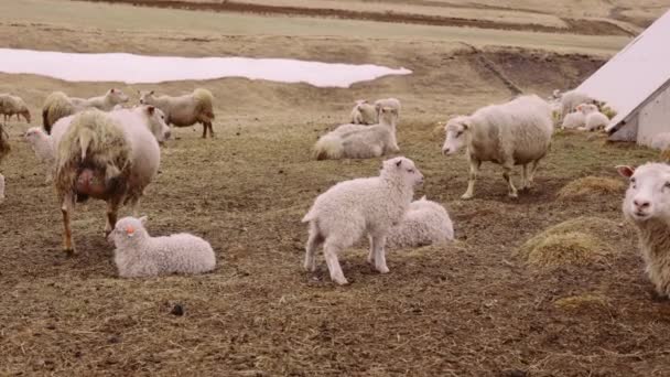 Vue majestueuse des champs ouverts avec un troupeau dispersé de moutons et d'agneaux — Video