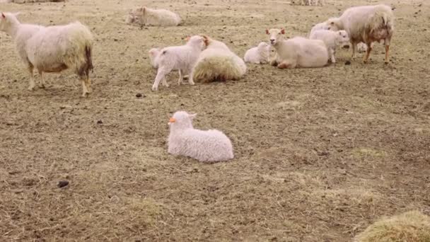 Spectacular Close  View of a Flock of Sheep and Lambs Pausing on a Brown Grass — Vídeo de stock