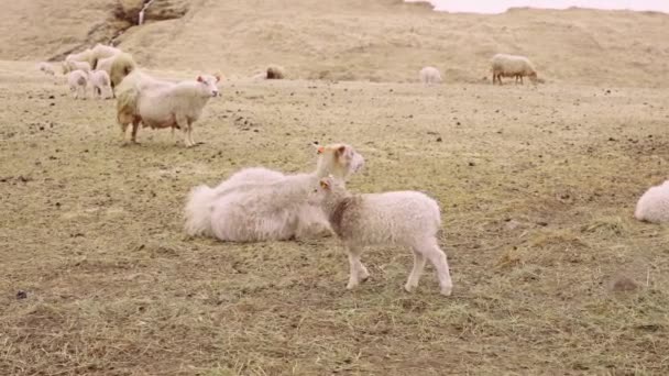 Champ ouvert, troupeau de moutons et d'agneaux au premier plan et au pied de la montagne — Video