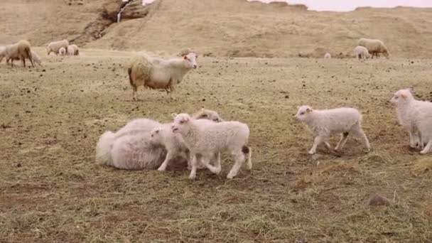 Rebanho de Cordeiro e Ovelhas pelo Terreno e Infinito Horizonte de Campo Aberto Islândia — Vídeo de Stock