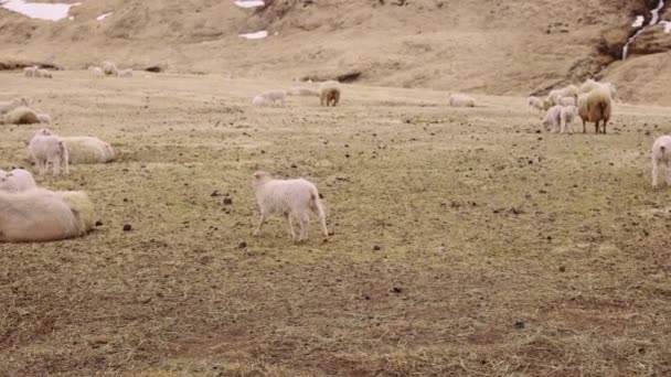 Stádo ovcí a jehňat roztroušené na otevřeném poli a zasněžené hoře — Stock video