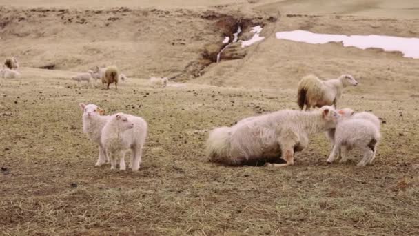 Величний пейзаж, знятий з величезного поля з отарою овець і ягнят на Террейні — стокове відео