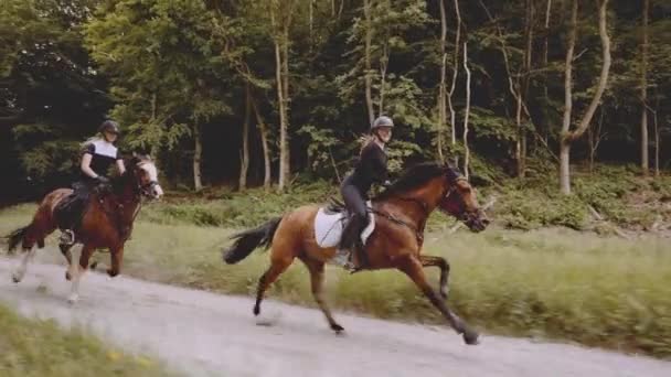 Deux cavalières montées sur des chevaux majestueux agiles près de la forêt riche — Video