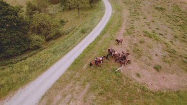 Uçsuz bucaksız yemyeşil arazide bir at sürüsünün güzel manzarası.