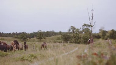 Atlı Süvarilerle Açık Alan At Sürüsü Manzaralı Atlara Atlı