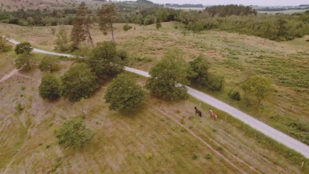 Equestres viajando em uma estrada estreita no vasto campo do campo aberto exuberante — Vídeo de Stock