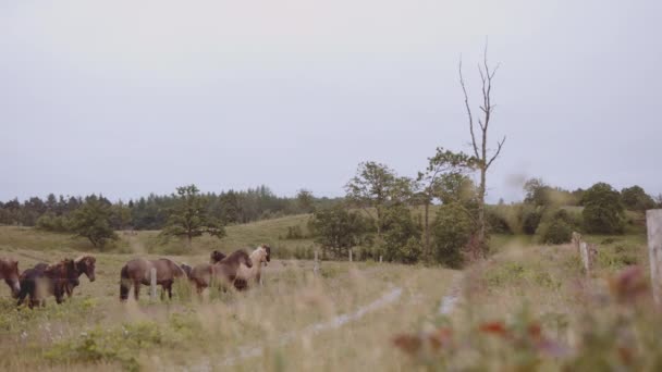 Vaste champ ouvert avec un troupeau de chevaux avec le ciel sans nuages en toile de fond — Video