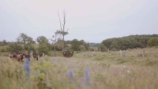 Troupeau de chevaux par le champ ouvert luxuriant et horizon du ciel sans fin — Video