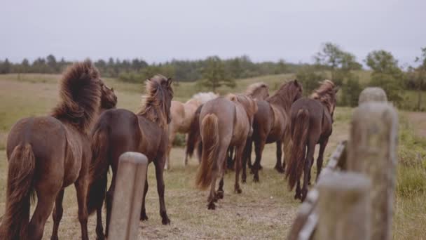 Schöne Aufnahme einer Pferdeherde auf einem weiten, offenen Feld gegen den hellen Himmel — Stockvideo