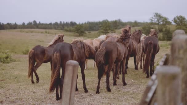 Стадо лошадей на пышном открытом поле с бесконечным горизонтом ясного неба — стоковое видео