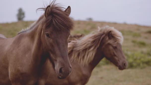 Brown Horse With a Majestic Mane on the Defocused Shot of an Open Field — Stock video