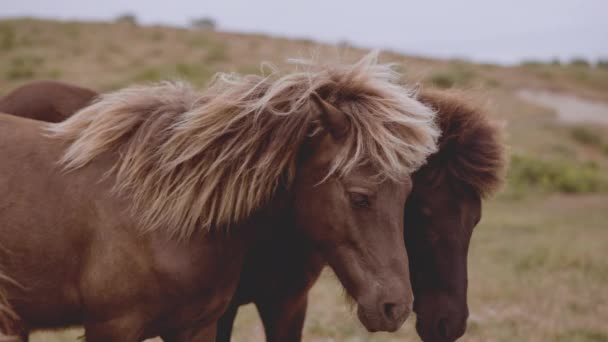 Majestoso Medium Shot de Cavalos e Vasto Paisagem com o Céu Limpo — Vídeo de Stock