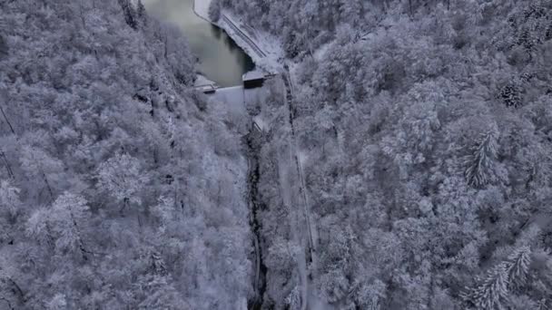 Pohon Fir 'aun di jalur gunung di Klammsee, Austria dan Danau di musim dingin — Stok Video
