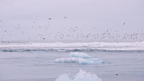 Meeuwen vliegen over ijs van Diamond Beach, IJsland — Stockvideo