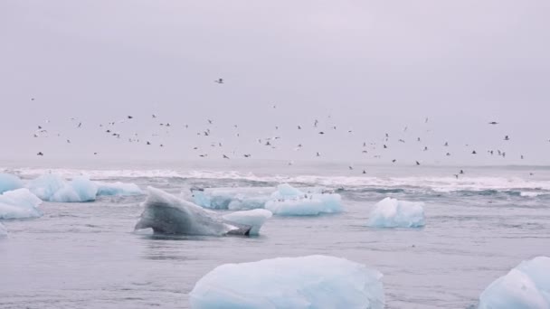 Måsar som flyger över isen i Diamond Beach, Island — Stockvideo