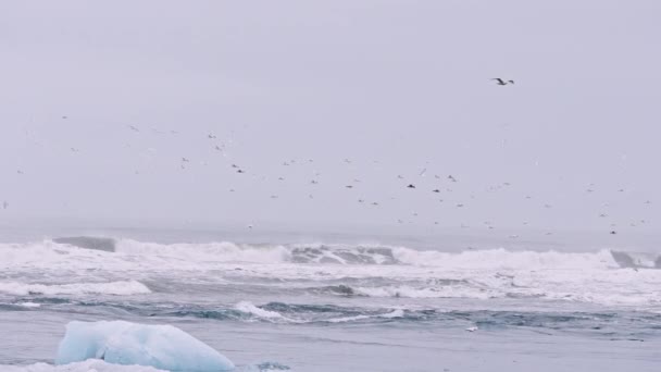 Meeuwen vliegen over Diamond Beach, IJsland — Stockvideo