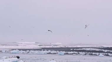Martılar Elmas Sahili üzerinde uçuyor, İzlanda