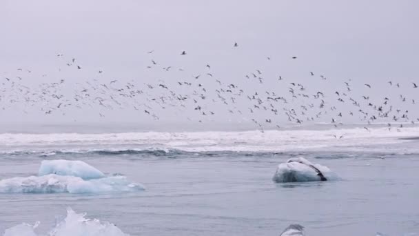 Möwen fliegen über Eis am Diamond Beach, Island — Stockvideo