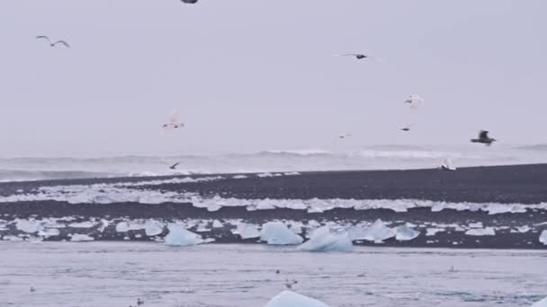 Racci létající nad Diamond Beach, Island — Stock video