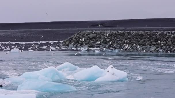 Möwen fliegen über Eis am Diamond Beach, Island — Stockvideo