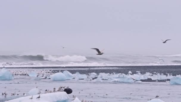 Måsen flyger över Diamond Beach, Island — Stockvideo