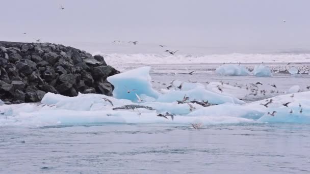 アイスランドのダイヤモンドビーチを飛ぶカモメ — ストック動画