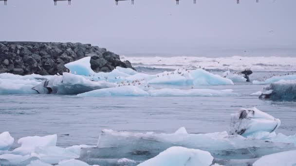 Måsar på is nära Diamond Beach, Island — Stockvideo