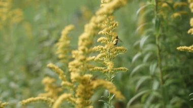 Avrupa Bal Arısı Tozlaştıran Sarı Altın Çiçek