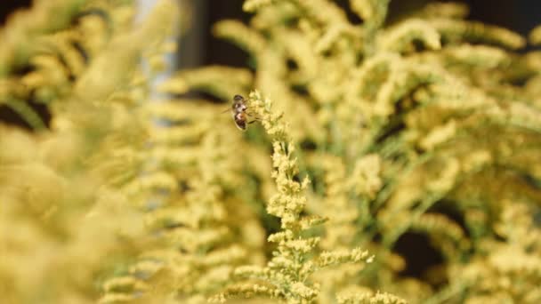 Abeja de miel europea despegando de la flor amarilla de la vara de oro — Vídeos de Stock