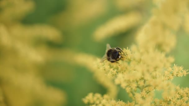 Europese honingbij bestuivende gele goudstaaf bloem — Stockvideo