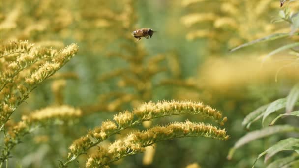 Lebah Madu Eropa melakukan penyerbukan dan terbang di atas Goldenrod Flower — Stok Video