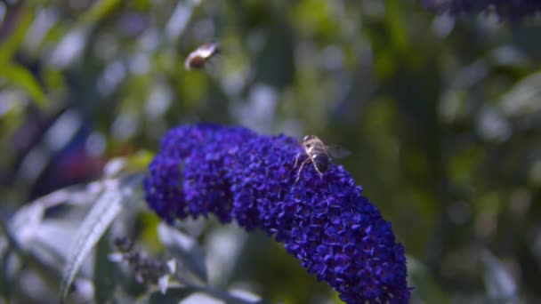 Avrupa Bal Arıları Buddleia 'dan Çıkıyor — Stok video