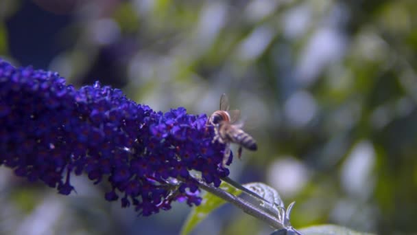 Avrupa Bal Arıları Buddleia 'dan Çıkıyor — Stok video