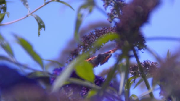 Festett Lady Pillangó felszáll Buddleia — Stock videók