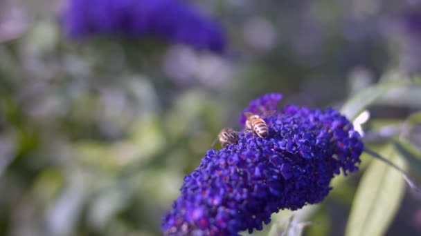 Europese honingbijen bestuiven en stijgen op uit Boeddleia — Stockvideo