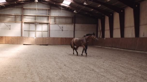 Młoda kobieta i koń poruszający się po Padoku — Wideo stockowe