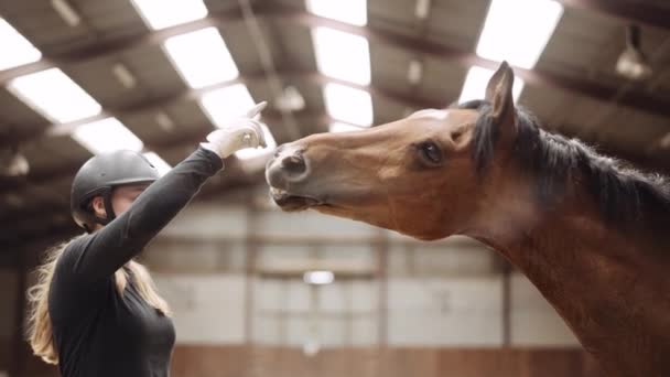 Femme dans le chapeau d'équitation jouant avec le cheval dans Paddock — Video