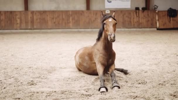 Koń podnoszący się z piasku padoku do trzęsienia się i stania — Wideo stockowe