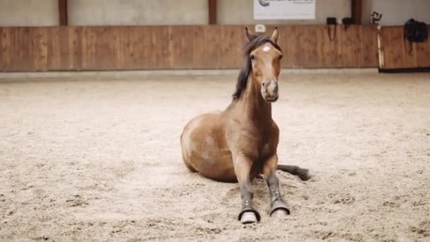 Ló emelkedik fel a Paddock homokjából, hogy rázza és álljon — Stock videók