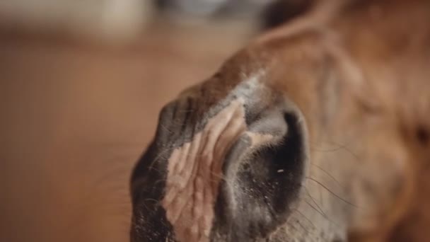Horse's Snout As Looks Away From Camera — Stock Video