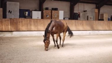 At Paddock 'ta Yatıyordu ve Yuvarlanıyordu