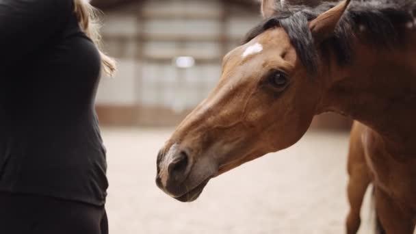 Horse Finding Food In Woman's Hands — Stock Video