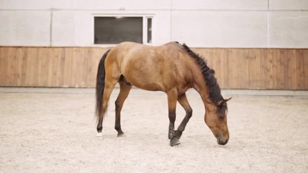 Cavallo a piedi e guardando giù nella sabbia di paddock — Video Stock