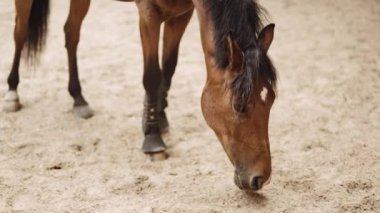 Paddock 'ta At Yürüyüşü ve Aşağı Bakışı