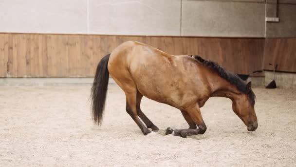 Häst liggandes på sidan i Paddocks sand — Stockvideo